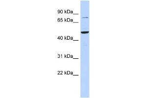 WB Suggested Anti-ZSCAN1 Antibody Titration:  0. (ZSCAN1 antibody  (Middle Region))