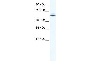 WB Suggested Anti-PTRF Antibody Titration:  0. (PTRF antibody  (Middle Region))