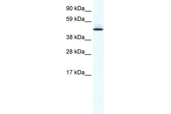 PTRF antibody  (Middle Region)