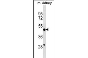 BRP16 Antibody (Center) (ABIN1538196 and ABIN2849974) western blot analysis in mouse kidney tissue lysates (35 μg/lane). (FAM203B antibody  (AA 254-280))