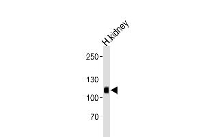 Western blot analysis of lysate from human kidney tissue lysate, using PHAR4 Antibody (C-term) (ABIN653859 and ABIN2843118). (PHACTR4 antibody  (C-Term))