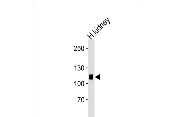PHACTR4 antibody  (C-Term)