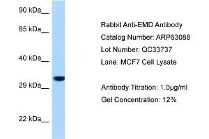 Western Blotting (WB) image for anti-Emerin (EMD) (N-Term) antibody (ABIN2789365) (Emerin antibody  (N-Term))