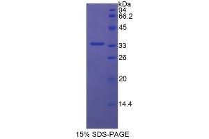SDS-PAGE (SDS) image for Semaphorin 7A, GPI Membrane Anchor (John Milton Hagen Blood Group) (SEMA7A) (AA 242-507) protein (His tag) (ABIN2126724) (SEMA7A Protein (AA 242-507) (His tag))