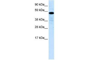 Human Liver; WB Suggested Anti-ZNF426 Antibody Titration: 0.