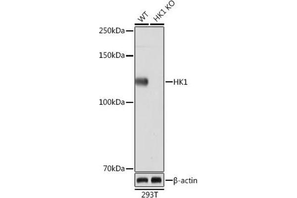 Hexokinase 1 antibody