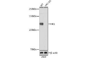 Western blot analysis of extracts from wild type (WT) and HK1 knockout (KO) 293T cells, using HK1 Rabbit mAb (ABIN7267638) at 1:1000 dilution. (Hexokinase 1 antibody)