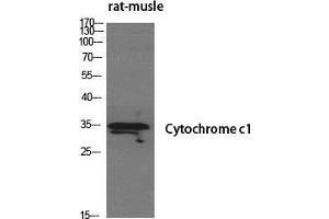 Western Blot (WB) analysis of specific cells using Cytochrome c1 Polyclonal Antibody. (Cytochrome C1 antibody  (Internal Region))