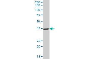 NECAP2 MaxPab polyclonal antibody. (NECAP2 antibody  (AA 1-263))
