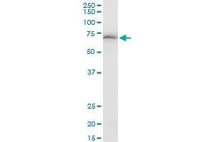 EHD3 polyclonal antibody (A01), Lot # 060703JCS1. (EHD3 antibody  (AA 357-406))