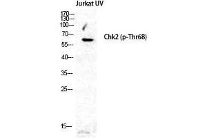 Western Blot (WB) analysis of specific cells using Phospho-Chk2 (T68) Polyclonal Antibody.