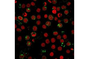 Immunofluorescence staining of MOLT4 cells using CD6 Mouse Monoclonal Antibody (SPV-L14) followed by goat anti-Mouse IgG conjugated to CF488 (green). (CD6 antibody)