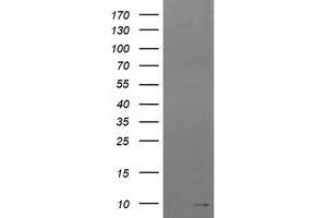 Image no. 1 for anti-Reactive Oxygen Species Modulator 1 (ROMO1) antibody (ABIN1500732) (ROMO1 antibody)