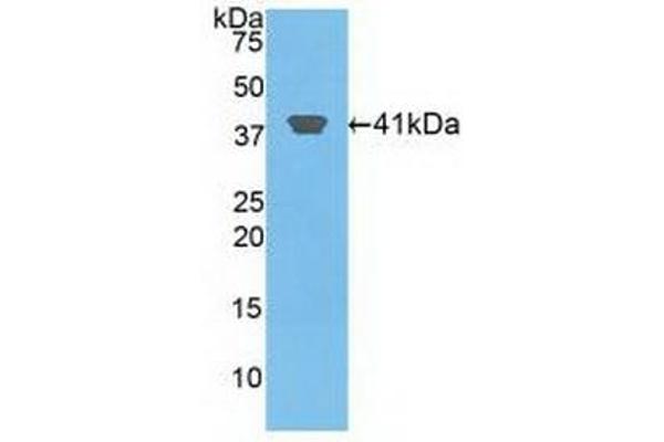 HIST2H2AA3 antibody  (AA 1-130)