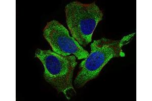 Immunofluorescence analysis of HeLa cells using KEAP1 mouse mAb (green). (KEAP1 antibody  (AA 380-624))