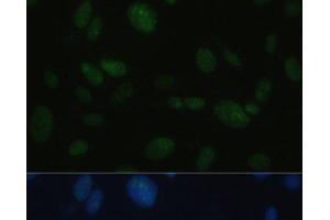 Immunofluorescence analysis of U-2OS cells using PRKDC Polyclonal Antibody at dilution of 1:100.