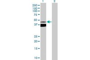 Western Blot analysis of ASPN expression in transfected 293T cell line by ASPN MaxPab polyclonal antibody.