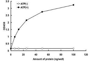 EIF2AK1 Protein (AA 1-630) (GST tag)