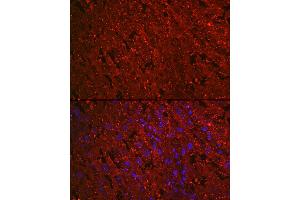 Immunofluorescence analysis of rat placenta cells using PROK1 Rabbit mAb (ABIN7269546) at dilution of 1:100 (40x lens). (Prokineticin 1 antibody)