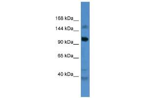 WB Suggested Anti-CCDC87 Antibody Titration: 0.