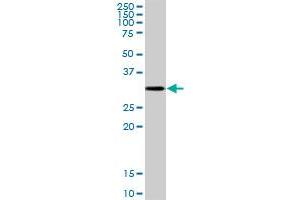 CTSZ MaxPab polyclonal antibody. (Cathepsin Z antibody  (AA 1-303))
