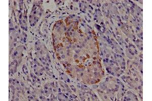 Immunohistochemistry of paraffin-embedded human pancreatic tissue using ABIN7147218 at dilution of 1:100 (EIF3I antibody  (AA 276-486))