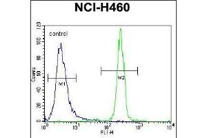 XYLT1 Antibody (N-term) (ABIN656706 and ABIN2845937) flow cytometric analysis of NCI- cells (right histogram) compared to a negative control cell (left histogram). (XYLT1 antibody  (N-Term))