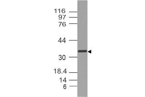 Image no. 1 for anti-Secreted Protein, Acidic, Cysteine-Rich (Osteonectin) (SPARC) (AA 52-268) antibody (ABIN5027541) (SPARC antibody  (AA 52-268))