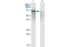 Western Blot analysis of PPP2R5C expression in transfected 293T cell line by PPP2R5C monoclonal antibody (M01), clone 3G9.