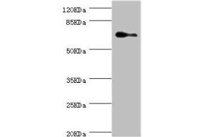 Western blot All lanes: ELF1 antibody at 1. (ELF1 antibody  (AA 1-210))