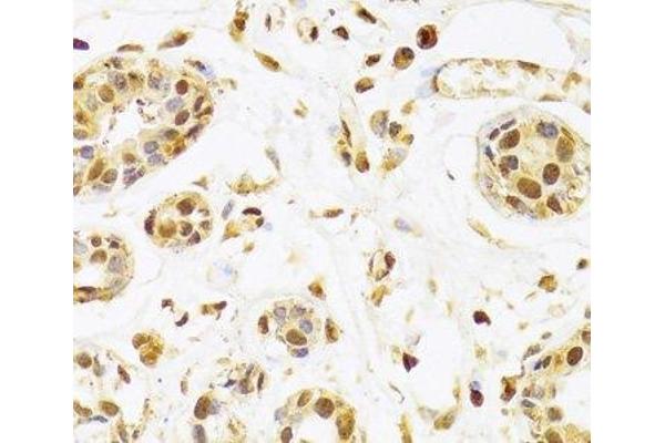 SEPHS1 antibody