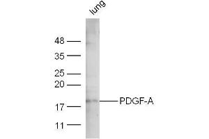 Mouse lung lysate probed with Anti-PDGF-A Polyclonal Antibody  at 1:5000 90min in 37˚C.