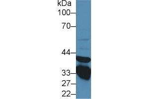 Western Blot; Sample: Rat Lung lysate; ;Primary Ab: 1µg/ml Rabbit Anti-Rat ANXA3 Antibody;Second Ab: 0. (Annexin A3 antibody  (AA 19-154))