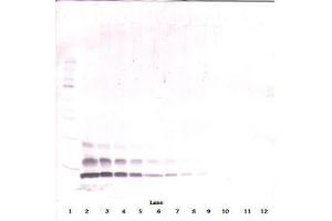 Image no. 3 for anti-Chemokine (C-C Motif) Ligand 4 (CCL4) antibody (ABIN465809) (CCL4 antibody)