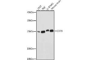 Western Blotting (WB) image for anti-CD70 Molecule (CD70) (AA 39-193) antibody (ABIN3022743)