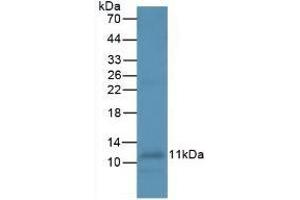 Detection of IL8 in Human Leukocyte Cells using Monoclonal Antibody to Interleukin 8 (IL8) (IL-8 antibody  (AA 23-101))