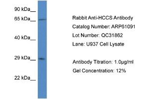 Western Blotting (WB) image for anti-Holocytochrome C Synthase (HCCS) (N-Term) antibody (ABIN2788671) (HCCS antibody  (N-Term))