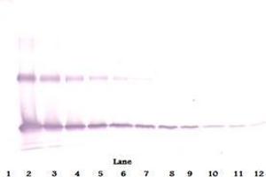 Western Blot reduced using Interleukin-33 antibody (IL-33 antibody  (Biotin))