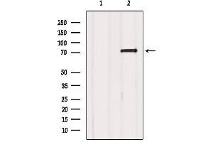 Western blot analysis of extracts from Mouse brain, using FXR1 Antibody. (FXR1 antibody  (Internal Region))