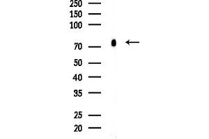 anti-CLK4-Associating Serine/arginine Rich Protein (CLASRP) (Internal Region) antibody