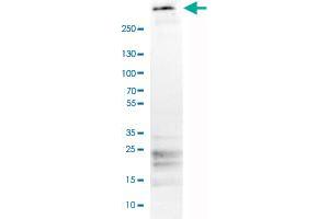 Western Blot analysis of human tonsil tissue lysate with FBN1 monoclonal antibody, clone CL0225 .
