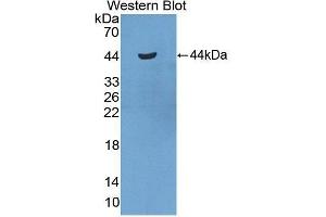 Western Blotting (WB) image for anti-Serum Amyloid A2 (SAA2) (AA 20-122) antibody (ABIN1870548)
