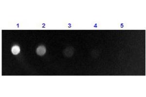 Dot Blot results of Rabbit Anti-Sheep IgG F(ab')2 Antibody Fluorescein Conjugate. (Rabbit anti-Sheep IgG (F(ab')2 Region) Antibody (FITC) - Preadsorbed)