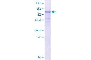 RBBP7 Protein (AA 1-425) (GST tag)