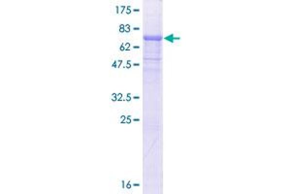 RBBP7 Protein (AA 1-425) (GST tag)