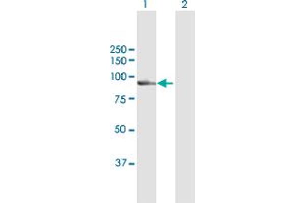 Calpain 7 antibody  (AA 1-813)