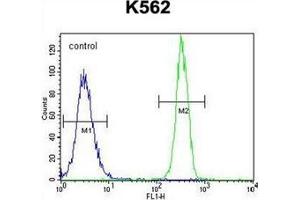 Flow cytometric analysis of K562 cells using FBRSL1 Antibody (C-term) Cat.