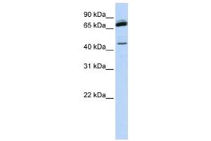 Western Blotting (WB) image for anti-NFKB Repressing Factor (NKRF) antibody (ABIN2458378) (NKRF antibody)