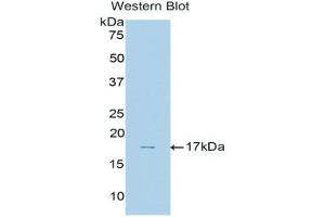 Western Blotting (WB) image for anti-Membrane Metallo-Endopeptidase (MME) (AA 32-164) antibody (ABIN1175019)