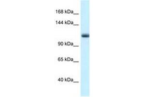 Image no. 1 for anti-Minichromosome Maintenance Deficient 10 (MCM10) (AA 40-89) antibody (ABIN6747322)